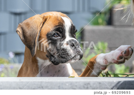 8 weeks young purebred golden puppy german boxer dog 8 weeks young purebred golden puppy german boxer dog 69209693