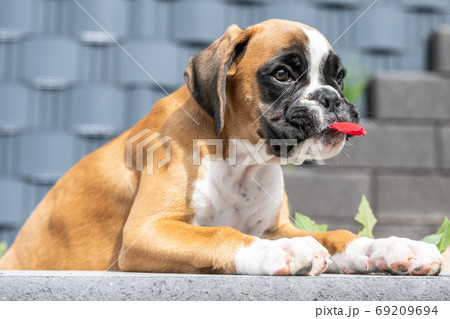 8 weeks young purebred golden puppy german boxer dog 8 weeks young purebred golden puppy german boxer dog 69209694