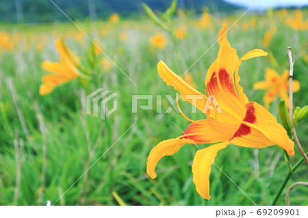 花 フラワー お花 69209901