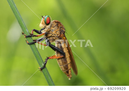 アオメアブ アオメアブ 69209920