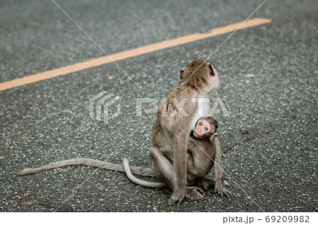 Monkey mother with baby monkey on gray road background. Cute bab 69209982