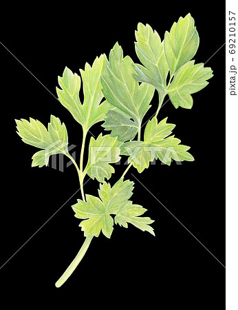 Green Parsley leaves isolated on black background. Fresh Organic food ingredient. Hand drawn watercolor illustration. Realistic botanical art. For logo, packaging, print, organic food, market store 69210157