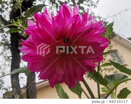 Purple dahlia flower on a summer day Purple dahlia flower on a summer day 69210217