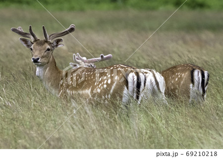 Wild young red deer Wild young red deer 69210218