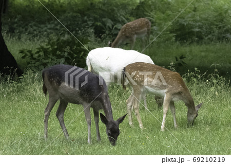 Wild young red deer 69210219