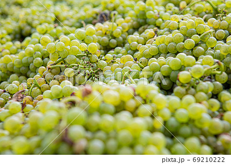 green grape wine green grape wine 69210222