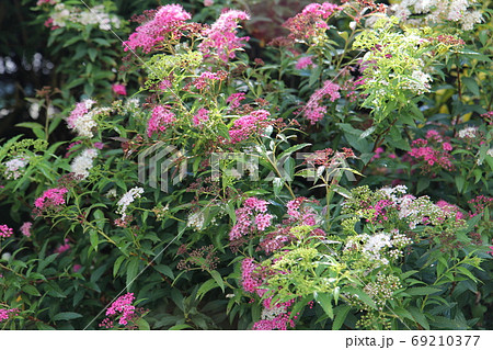 二色咲が美しい源平シモツケ 白と濃いピンクの花 二色咲が美しい源平シモツケ 白と濃いピンクの花 69210377