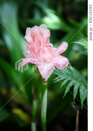 Etlingera elatior (torch ginger) in the summer garden Etlingera elatior (torch ginger) in the summer garden 69210393