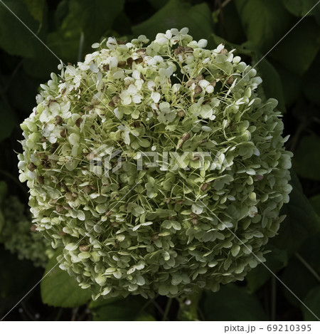 Hydrangea macrophylla  69210395