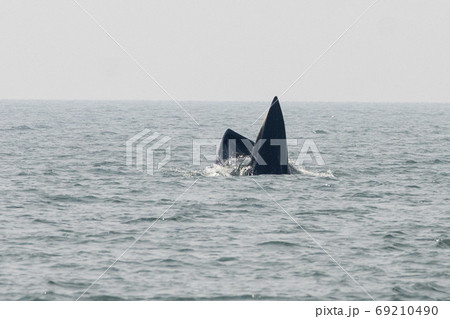 THAILAND PHETBURI WHALE WATCHING THAILAND PHETBURI WHALE WATCHING 69210490