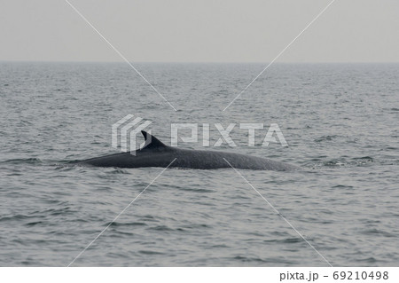 THAILAND PHETBURI WHALE WATCHING 69210498