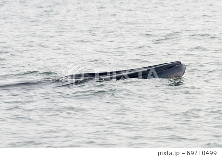 THAILAND PHETBURI WHALE WATCHING 69210499