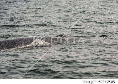 THAILAND PHETBURI WHALE WATCHING THAILAND PHETBURI WHALE WATCHING 69210505
