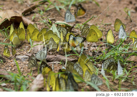 THAILAND PHETBURI KAENG KRACHAN NATIONAL PARK THAILAND PHETBURI KAENG KRACHAN NATIONAL PARK 69210559