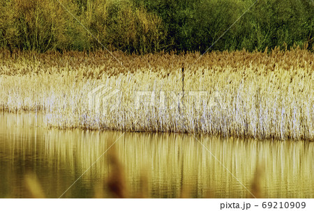 Golden reed - autumn in Bedfont Lakes Country Park, London, United Kingdom Golden reed - autumn in Bedfont Lakes Country Park, London, United Kingdom 69210909