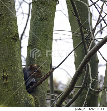 Eastern gray squirrel (Sciurus carolinensis) hidden in the tree - London, United Kingdom Eastern gray squirrel (Sciurus carolinensis) hidden in the tree - London, United Kingdom 69210911