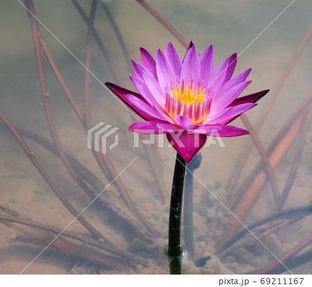 Blooming pink lotus in the pond 69211167