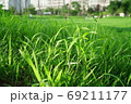 芝生 植物 夏 69211177