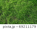 芝生 植物 夏 69211179