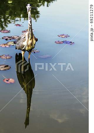 Wild grey heron  69211279