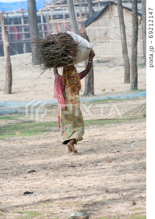 Highlands of north East Indian woman of below poverty line (BPL) carry wood and walk from national forest for used for cooking.  69212147