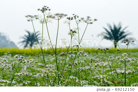 Green yellow Canola field and tree in a scenic agricultural landscape in rural Bengal 69212150
