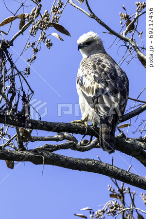 Changeable hawk-eagle or crested hawk-eagle (Nisaetus cirrhatus) in Jim Corbett National Park, India 69212456