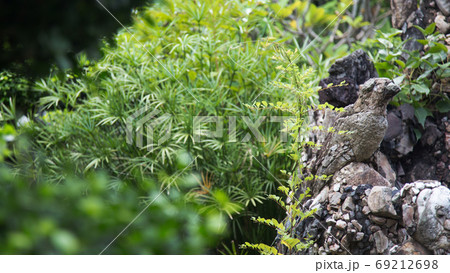 arranging stone as bird shape in garden for imagination 69212698