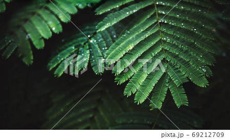 dew drops on bright green leaf after rain. 69212709