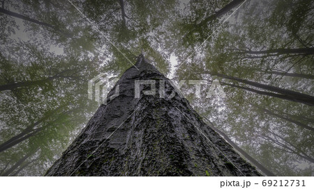 Summertime trees crown Summertime trees crown 69212731