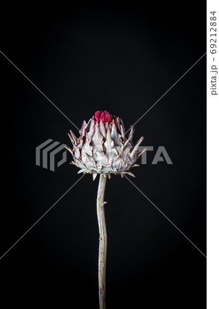 Dry artichoke flower on black backdrop, background or greeting card concept, selective focus 69212884