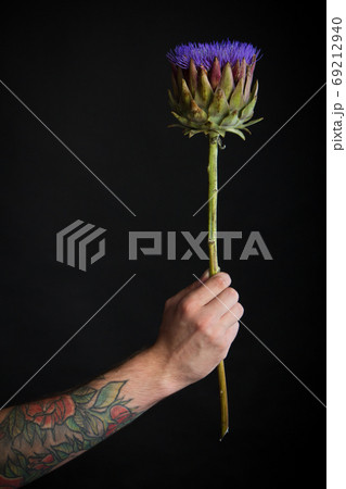 Male tattooed hand holding purple artichoke flower on black background, congratulatory concept, selective focus Male tattooed hand holding purple artichoke flower on black background, congratulatory concept, selective focus 69212940