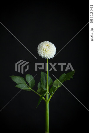 White fragile dahlia flower isolated on black background, greeting card 69212941