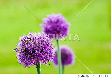 blooming purple flowers of decorative garlic on a blurred green natural background 69213014