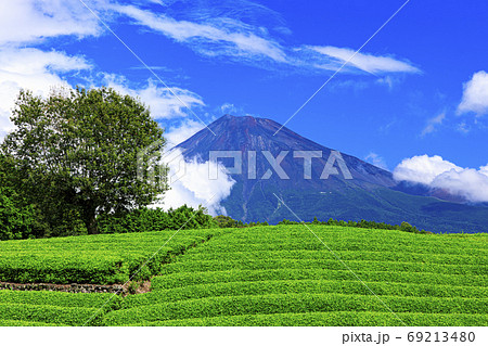 富士山の見える茶畑で有名な大渕笹場の初秋（秋晴れ） 69213480