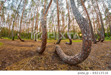 Wide angle view of oddly shaped pine trees in Crooked Forest at Wide angle view of oddly shaped pine trees in Crooked Forest at 69213516