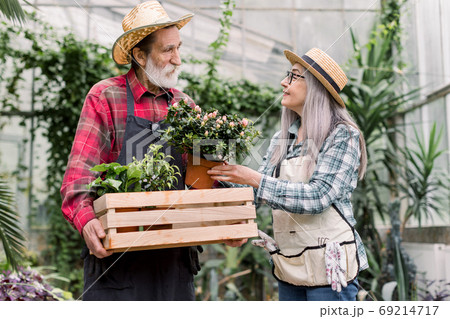 Portrait of smiling joyful senior gray haired lady gardener, putting flowering plant in pot into wooden box in hands of her handsome bearded husband. Senior couple working in greenhouse Portrait of smiling joyful senior gray haired lady gardener, putting flowering plant in pot into wooden box in hands of her handsome bearded husband. Senior couple working in greenhouse 69214717
