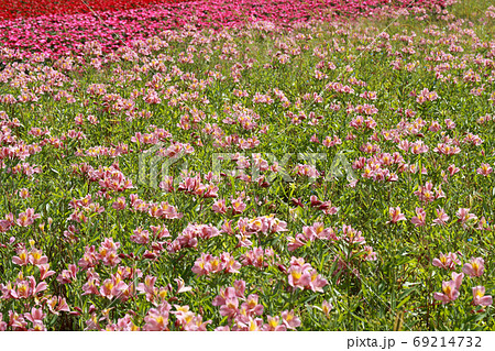 アルストロメリアの花畑 アルストロメリアの花畑 69214732