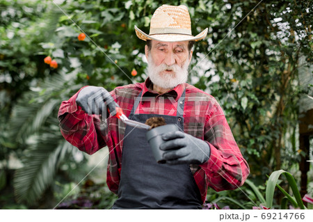 Planting and gardening concept. Portrait of handsome bearded retired man gardener in shirt, apron and gloves, holding plant pot and garden spade with soil, while transplanting plants in greenhouse. Planting and gardening concept. Portrait of handsome bearded retired man gardener in shirt, apron and gloves, holding plant pot and garden spade with soil, while transplanting plants in greenhouse. 69214766