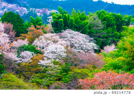 吉野山の桜 春 （奈良県吉野郡吉野町） 2020年4月 69214778
