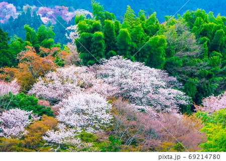 吉野山の桜 春 (奈良県吉野郡吉野町) 2020年4月 吉野山の桜 春 (奈良県吉野郡吉野町) 2020年4月 69214780