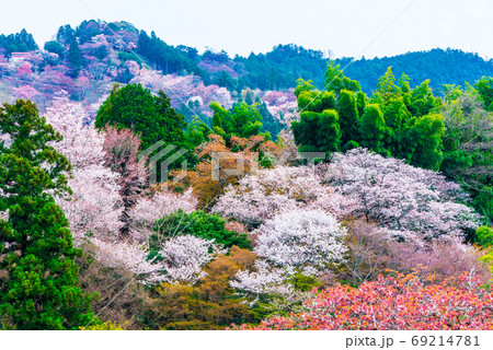 吉野山の千本桜 春 (奈良県吉野郡吉野町) 2020年4月 吉野山の千本桜 春 (奈良県吉野郡吉野町) 2020年4月 69214781