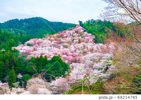 吉野山の千本桜 春 （奈良県吉野郡吉野町） 2020年4月 69214785