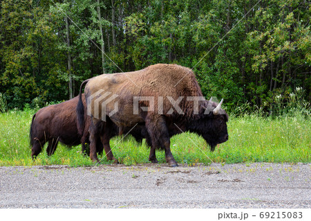 Buffolo in Northern Canadian Rockies Buffolo in Northern Canadian Rockies 69215083
