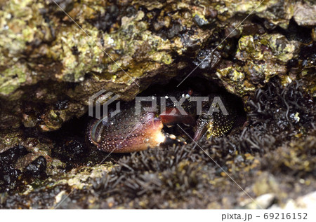 イボイワオウギガニの写真素材