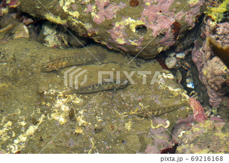 求愛するイソハゼ ディスプレイ 求愛するイソハゼ ディスプレイ 69216168