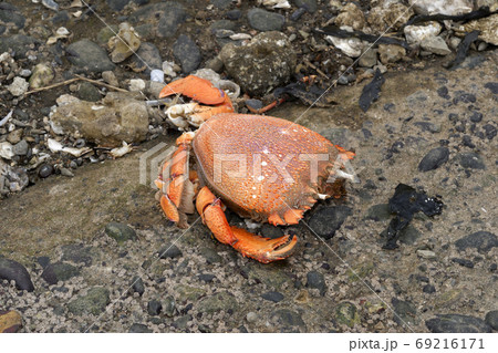 アサヒガニ　漁港の打ち上げ 69216171