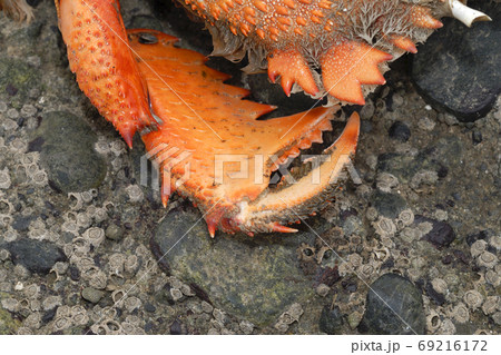 アサヒガニの鋏 漁港の打ち上げ アサヒガニの鋏 漁港の打ち上げ 69216172