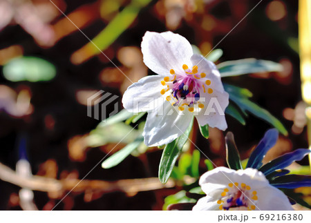 春に咲く花・山野草セツブンソウ 69216380