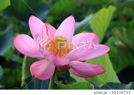 古代蓮 69216753